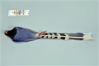 臺灣藍鵲藏品圖，第11張